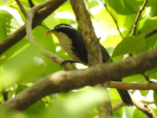 File:Indian Scimitar Babbler Pomatorhinus horsfieldii by Dr. Raju Kasambe DSCN0133 (3).jpg