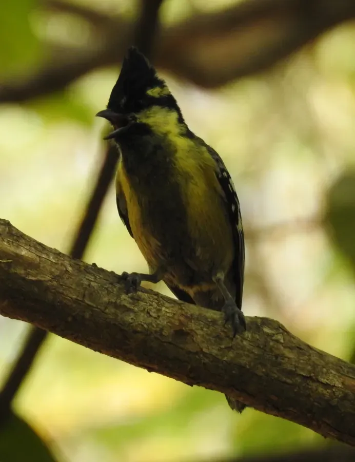 File:Indian Yellow Tit Machlolophus aplonotus by Dr. Raju Kasambe DSCN0182 (2).jpg