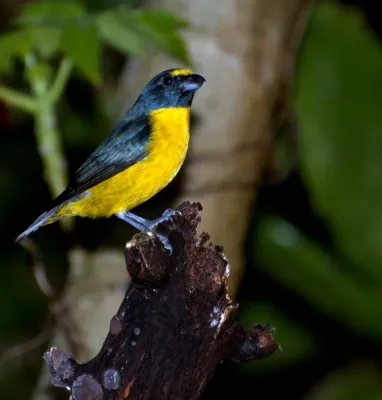 File:Euphonia chalybea.jpg