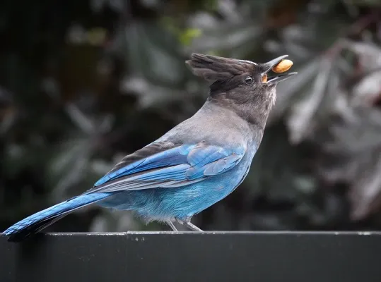 File:Cyanocitta stelleri stelleri, Seattle 1.jpg