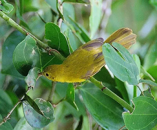 File:Flickr - Rainbirder - Little Yellow Flycatcher (Erythrocercus holochlorus), crop.jpg