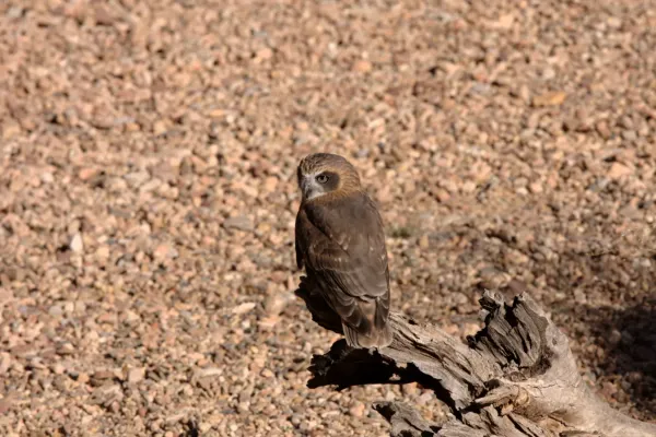 File:Ninox boobook, Australia.jpg