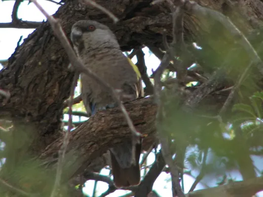 File:Poicephalus rueppellii -Namibia-6a.jpg