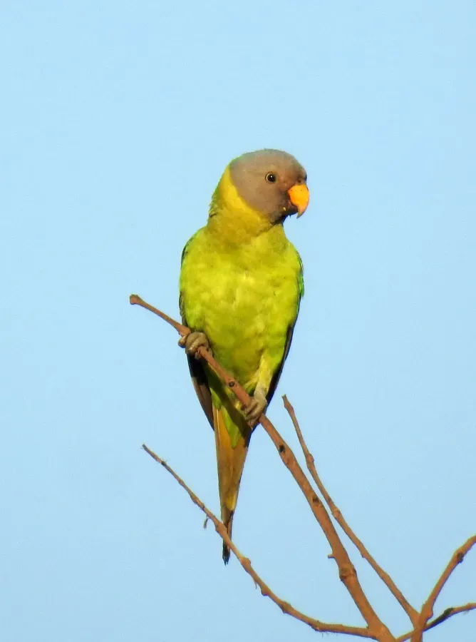 File:Plum-headed Parakeet Psittacula cyanocephala female by Dr. Raju Kasambe DSCN0600 (10).jpg