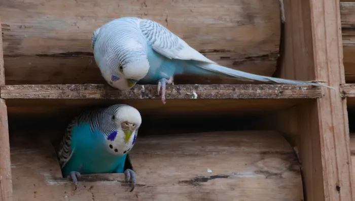 File:Melopsittacus undulatus mex180102p6.jpg