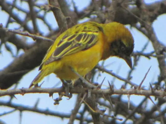 File:Ploceus spekei, Serengeti.jpg