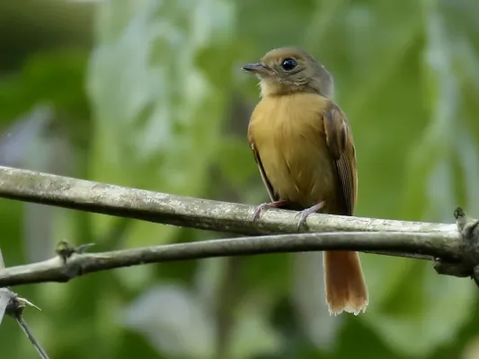 File:Terenotriccus erythrurus - Ruddy-tailed flycatcher; Rio Branco, Acre, Brazil.jpg