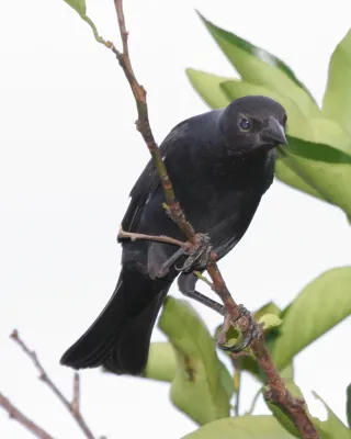 File:Molothrus rufoaxillaris.jpg