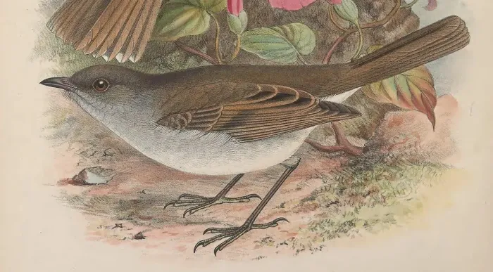 File:Aves Hawaiienses 1891 Myadestes lanaiensis.jpg