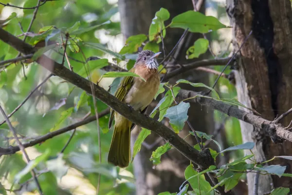 File:Mountain bulbul (Ixos mcclellandii) 26.jpg