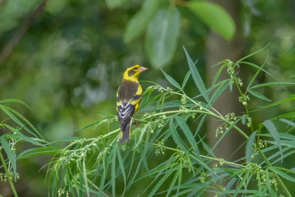 File:Finn's weaver (Ploceus megarhynchus) 39.jpg