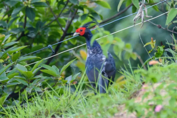 File:Kalij pheasant (Lophura leucomelanos) in Nepal.jpg