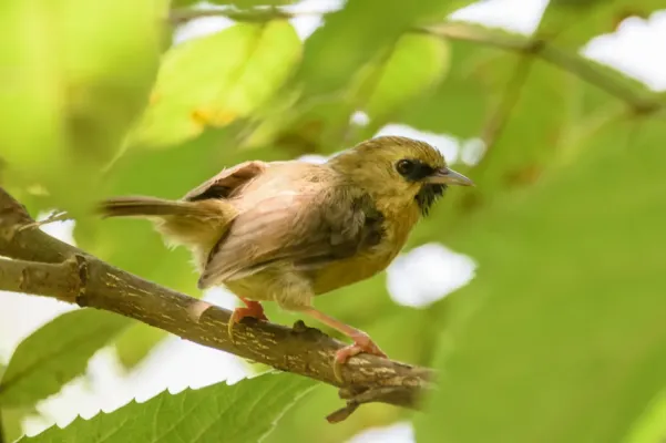 File:Black-chinned babbler (Cyanoderma pyrrhops) 5.jpg