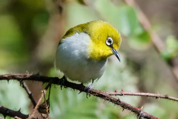 File:Oriental White Eye (Zosterops palpebrosus) 95.jpg