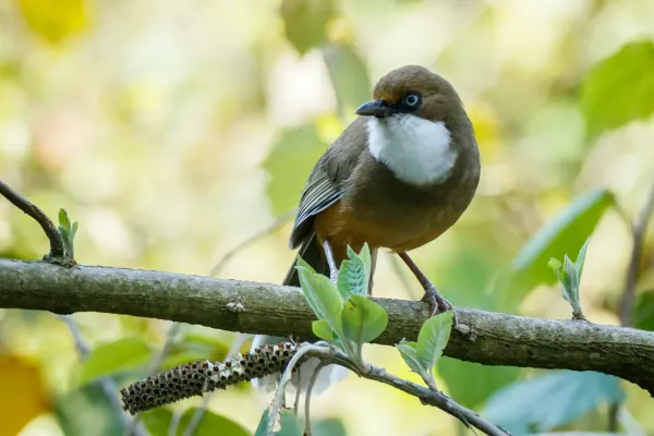 File:White-throated laughingthrush (Pterorhinus albogularis) 95.jpg