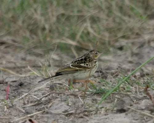 File:Anthus correndera.jpg