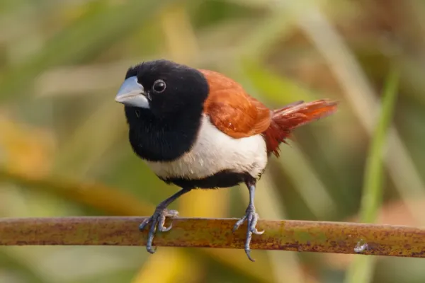 File:Tricoloured munia (Lonchura malacca) in Nepal.jpg