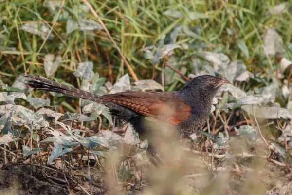 File:Lesser coucal (Centropus bengalensis) 77.jpg