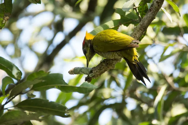 File:Greater yellownape (Chrysophlegma flavinucha) 32.jpg