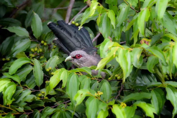 File:Green-billed malkoha (Phaenicophaeus tristis) 42.jpg