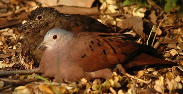 File:Columbina talpacoti pair.jpg