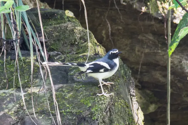 File:Slaty-backed forktail (Enicurus schistaceus) SRI 36.jpg
