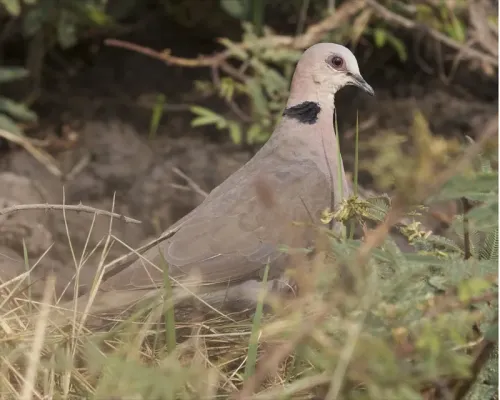 File:Red-eyed Dove (Streptopelia semitorquata).jpg
