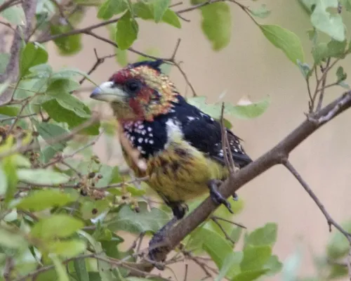 File:Crested Barbet (Trachyphonus vaillantii).jpg