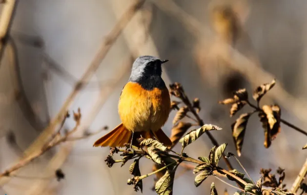 File:Hodgson's Redstart (Phoenicurus hodgsoni) in Nepal (16).jpg