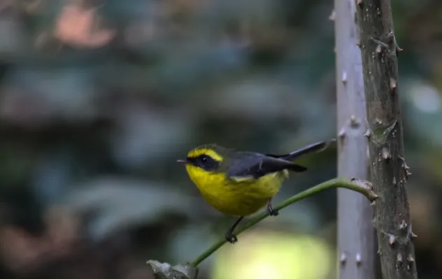 File:Yellow-bellied fantail - Chelidorhynx hypoxanthus (36).jpg