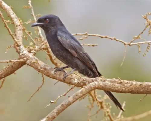 File:Fork-tailed Drongo (Dicrurus adsimilis).jpg