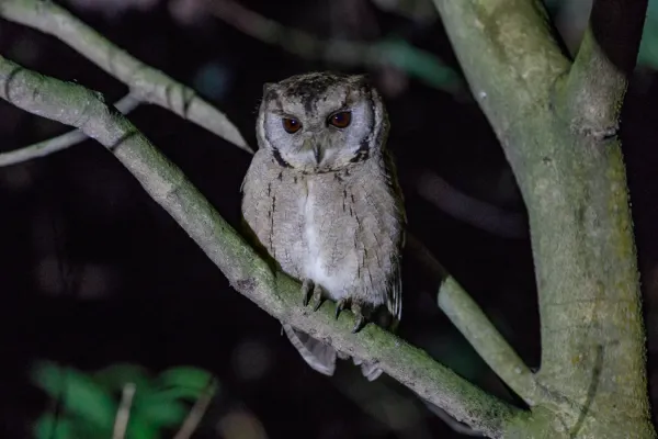File:Collared scops owl (Otus lettia) 2019 024.jpg