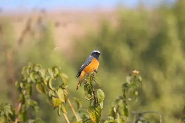 File:Hodgson's redstart (Phoenicurus hodgsoni) 2019 043.jpg