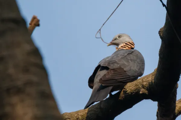 File:Ashy wood pigeon (Columba pulchricollis) 04.jpg