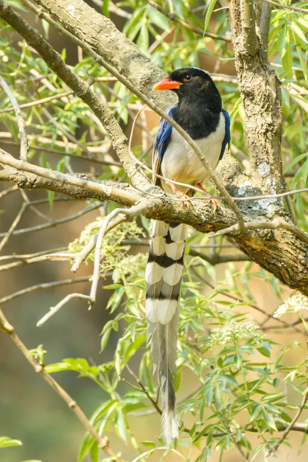 File:Red-billed blue magpie (Urocissa erythroryncha) 01.jpg
