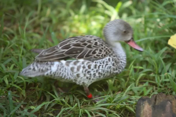 File:Cape Teal (Anas capensis).jpg