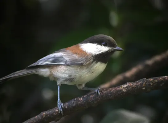 File:Poecile rufescens SanFrancisco.jpg