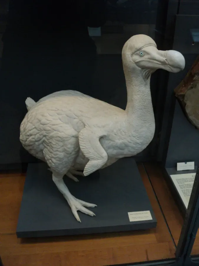 File:Dodo (Raphus cucullatus) - Sculpted model - galerie de Paléontologie - Jardin des plantes - MNHN.jpg