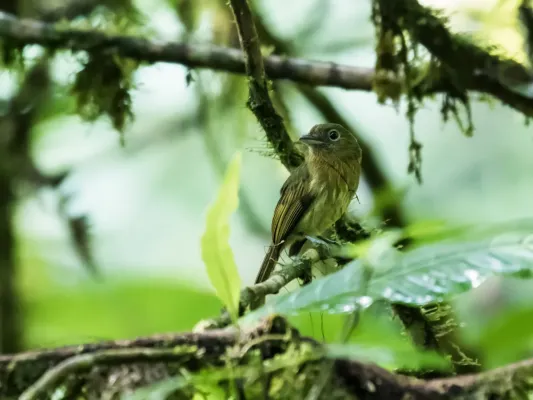 File:Rhynchocyclus fulvipectus - Fulvous-breasted Flatbill - 1.jpg