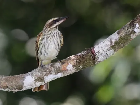 File:Myiodynastes maculatus difficilis - Streaked Flycatcher, Panamá.jpg