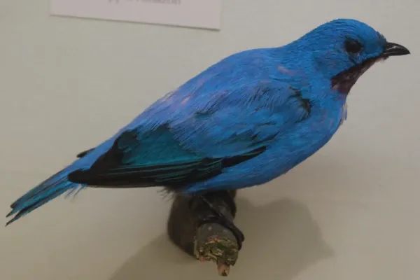 File:Ma - Cotinga maynana - 3.JPG