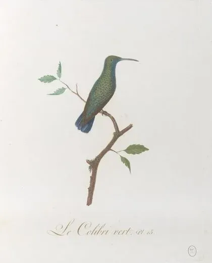 File:Anthracothorax viridis.jpg