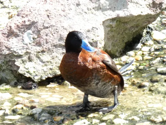 File:Oxyura vittata ZooHalle.JPG