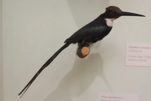 File:Ma - Galbula dea - 2.jpg