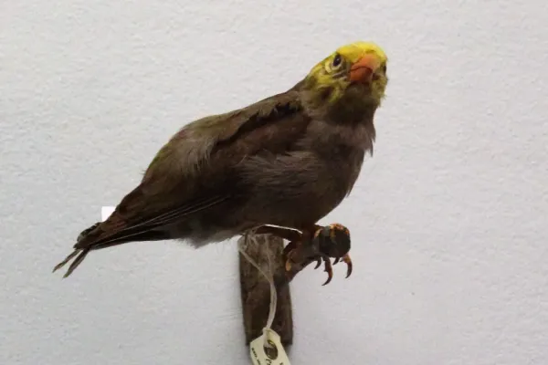 File:Ma - Psittirostra psittacea - 1.jpg