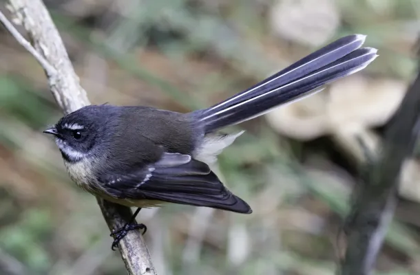 File:Rhipidura fuliginosa, Pines Beach, New Zealand 01.jpg