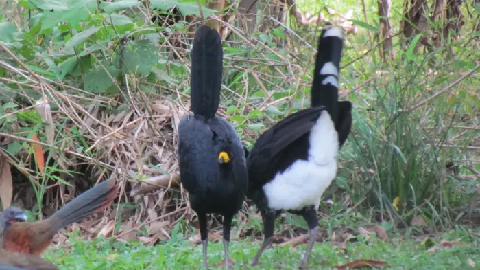 File:Pareja de paujíes de copete (Crax daubentoni).jpg