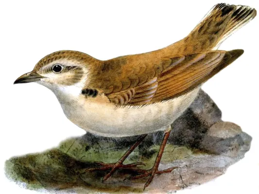 File:Ammomanopsis grayi.jpg