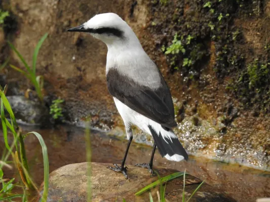 File:Fluvicola nengeta, Tiradentes, Minas Gerais, Brasil 1.jpg