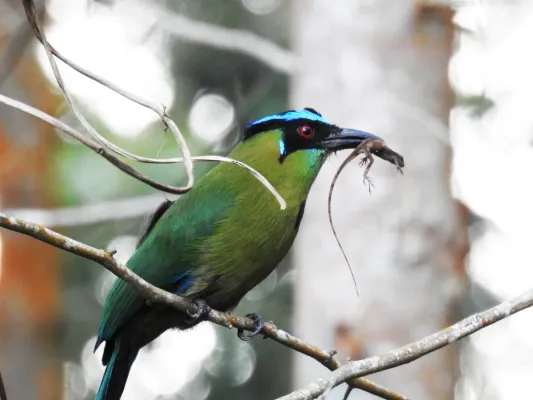 File:Barranuero Momotus aequatorialis 2019-04-16.jpg